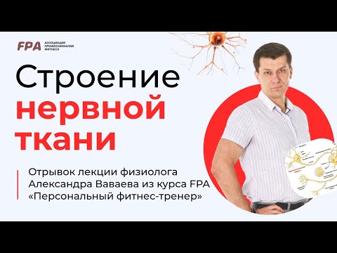 Видео: Строение нервной ткани | Ассоциация Профессионалов Фитнеса (FPA)