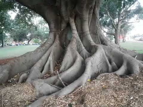 Видео: МУСОР И СОКРОВИЩА НА СВАЛКЕ В АВСТРАЛИИ КАРТИНА КОВЁР ШПЕРМЮЛЬ НАХОДКИ ОБЗОР ЖИЗНЬ В СИДНЕЕ