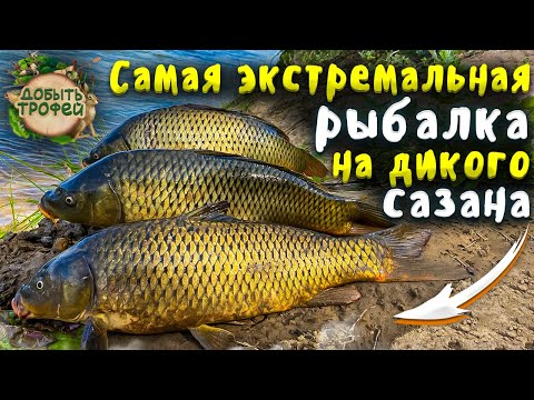 Видео: ЭКСТРЕМАЛЬНАЯ РЫБАЛКА на ДИКОГО САЗАНА АХТУБА 2022