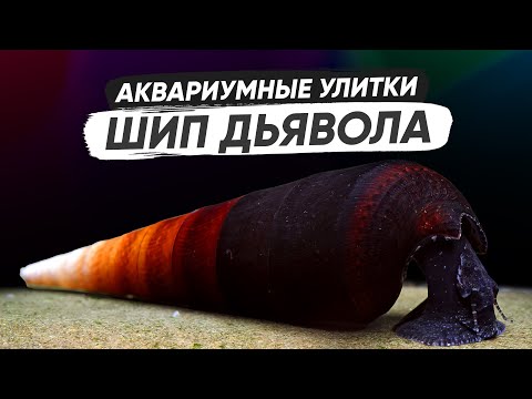 Видео: Шип дьявола. Аквариумные улитки