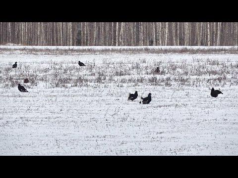 Видео: ОХОТА НА ТЕТЕРЕВА ПО ПЕРВОМУ СНЕГУ. ТАКИХ ОГРОМНЫХ СТАЙ Я ДАВНО НЕ ВИДЕЛ. КОСАЧИ ТОКУЮТ НА СНЕГУ.