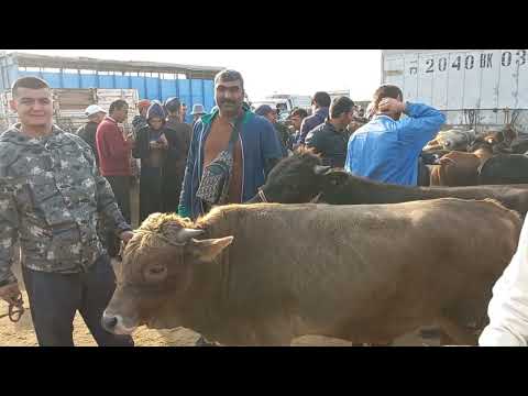 Видео: МОЛБОЗОРИ ХОЧИ ШАРИФ .17 октября 2025 г.