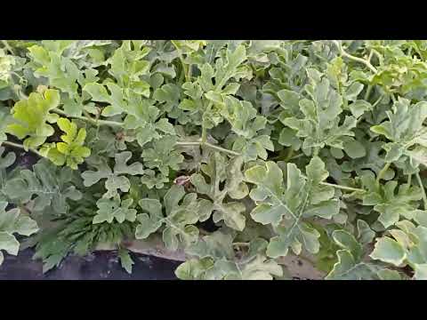 Видео: 🍉🍈 Провіряєм вологу на КАВУНІ та ДИНІ. Хейтер на каналі. Цікаві коментарій, дивимося і коментуєм.