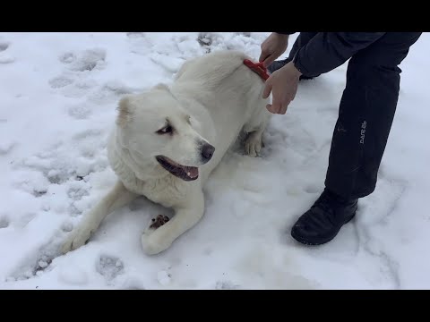 Видео: Алабайка Трейси - невозможно смотреть без улыбки! Опять зима на даче.
