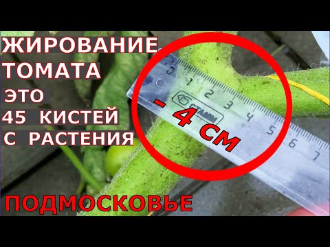 Видео: Как с жирующего томата получить 30-35 кг плодов?
