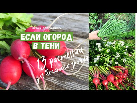 Видео: Что посадить в тени и получить богатый урожай? 13 овощных растений для тени