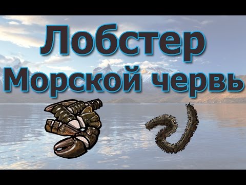 Видео: Русская Рыбалка 3.99 (Russian Fishing) Лобстер и Нереис на Северном склоне