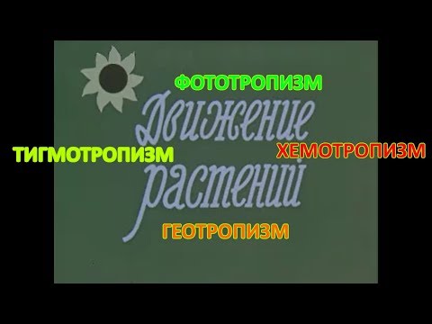 Видео: Движение растений