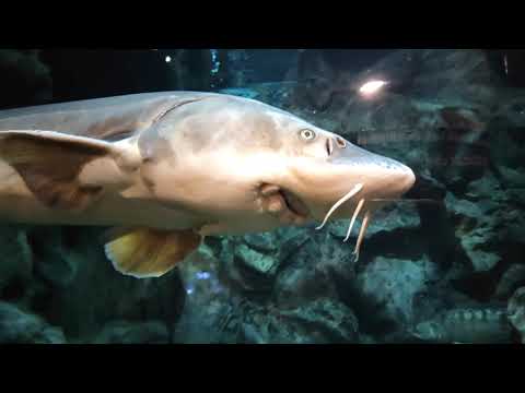 Видео: Океанариум в Санкт - Петербурге. Гуляем и веселимся!!!