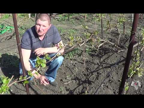 Видео: ВЕСЕННИЕ РАБОТЫ на Винограднике (МАЙ) / Формировка ПОДМЕРЗШЕГО КУСТА