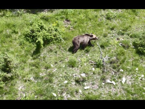 Видео: Фотолов на мечки с дрон - Родопи 2022г.