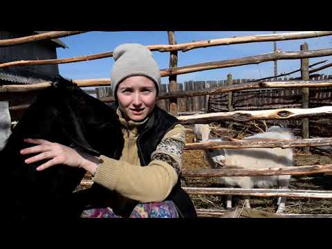 Видео: Сколько раз доить козу 2 или 5. Чем кормим коз в течении дня
