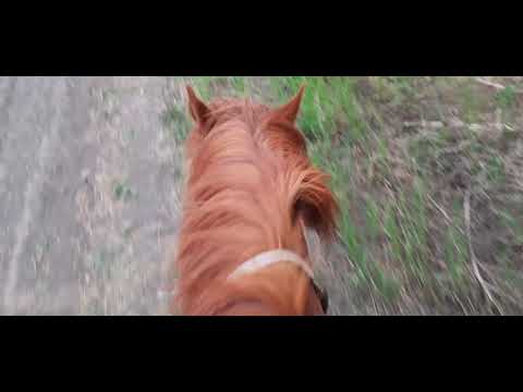 Видео: Зачем нужна лошадь в современной деревне.
