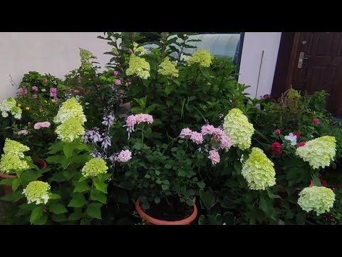 Видео: "Секреты" выращивания метельчатых гортензий ‼ЭТО ПРОСТО ЛЮБОВЬ 🌿🌿💕💕🤩🤩