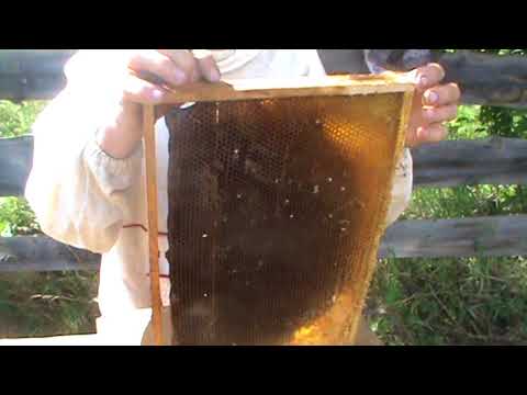 Видео: Сборка Универсального улья Кузнецова