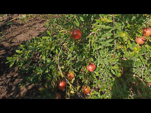 Видео: Анар жәйінде мәлімет