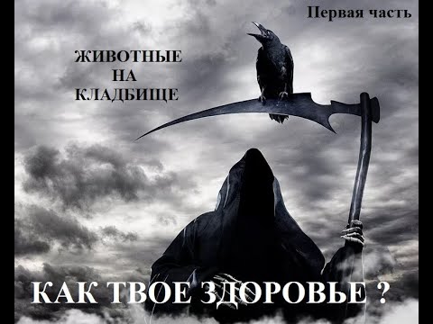 Видео: Приметы . Животные на кладбище. Змея на могиле. Ворон на кресте . Собака . Кошка . Птицы .