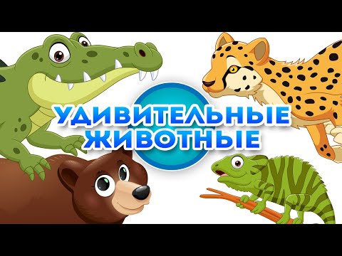 Видео: Удивительные животные - Познавательное видео для детей