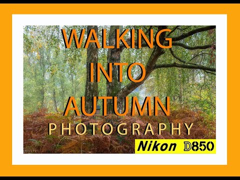 Видео: ПРОГУЛКА В ОСЕНЬ. Туман, Макро, Гриб, Цвет осени, Фотография. #макро #осень #nikond850