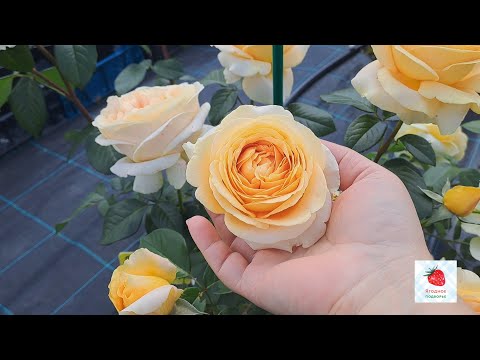 Видео: Розы корнесобственные в Ягодном Подворье