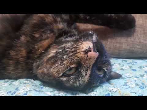 Видео: Я не с тебя смеюсь  - Дневник начинающего отца