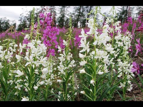 Видео: Копорский 🌿🌺 чай 10 видов: зелёный, красный, чёрный... (Russian tea).