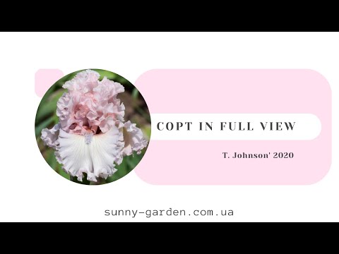 Видео: Сорт IN FULL VIEW, T. Johnson' 2020