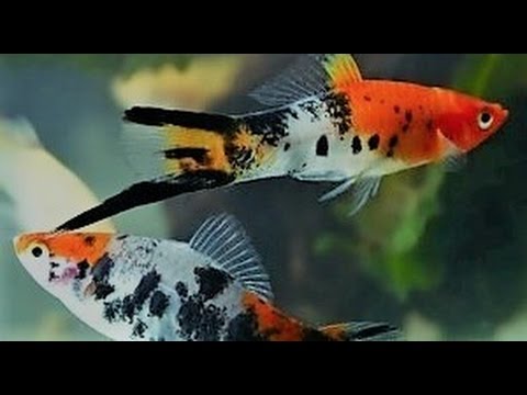 Видео: Аквариумная рыбка меченосец, меченосцы, размножение, содержание, выращивание мальков.
