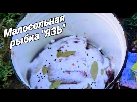 Видео: Засолка рыбы дедовским  способом! Простой и надёжный рецепт- "Малосольный язь" !!!