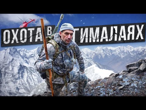 Видео: Трофейная охота в Непале. Голубой баран и Гималайский тар. [8K] #трофейнаяохота