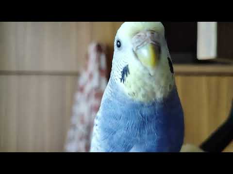 Видео: Борьба за теплое местечко. Прям как у людей