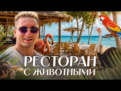 Видео: Контактный ЗООПАРК на ПХУКЕТЕ | Кормим СЛОНОВ | Пляж КАМАЛА