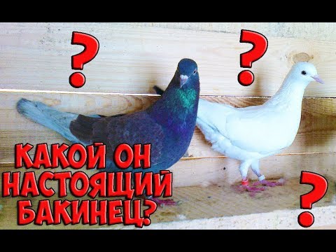 Видео: Так какой же он настоящий Бакинский голубь (лично для меня)!?