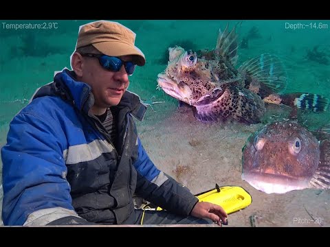 Видео: Юнга подводный дрон и бычки  underwater drone sea goby