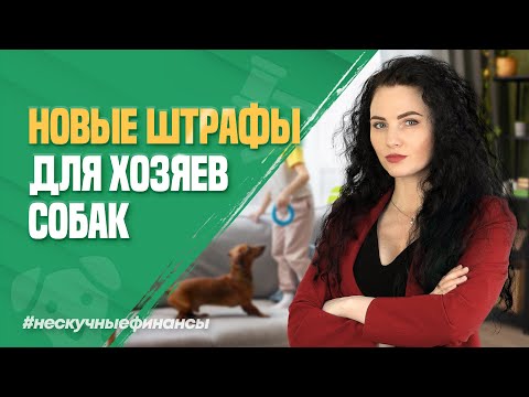 Видео: Новые штрафы для владельцев собак
