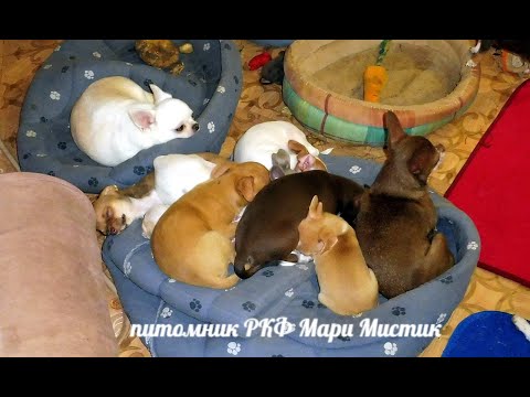 Видео: Щенки породы ЧИХУАХУА вес в 2,5 - 3 - 4,5 месяца / ВЕС чихуа маленький - размер БОЛЬШОЙ и НАОБОРОТ