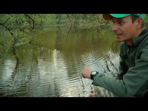 Видео: ЛОВЛЯ КАРПА НА ПАЛКИ ПОСТАВУШКИ