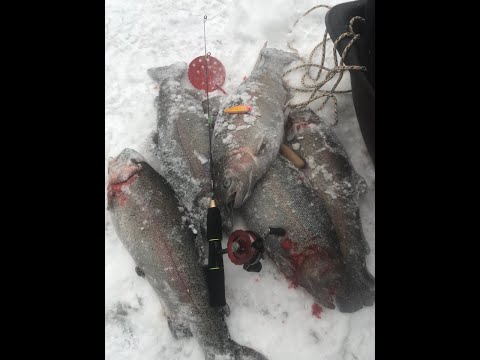 Видео: Форель зимой предпочитает железо.