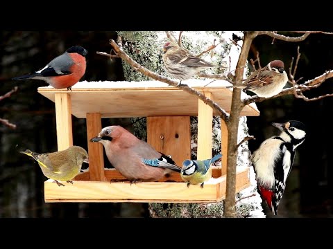 Видео: Какие птицы пользуются кормушками!
