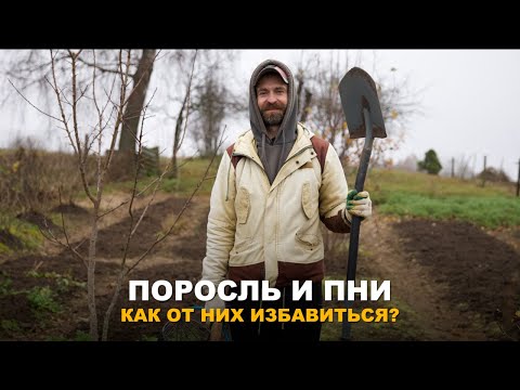 Видео: СТАРЫЕ ПНИ И ПОРОСЛЬ МОГУТ НАНЕСТИ ВРЕД УЧАСТКУ. Как я избавляюсь от пней и поросли  на участке.