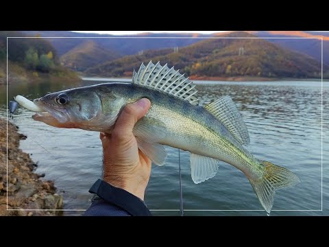 Видео: Бели риби от брега. Риболов на джиг