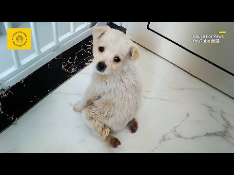 Видео: Бродячий щенок с парализованными лапами идет за каждым, но не получает помощи