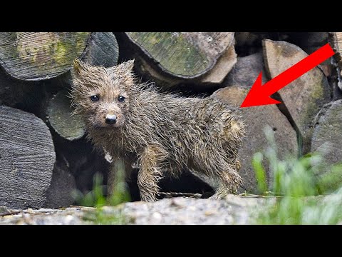 Видео: Одинокий ВОЛЧОНОК УМИРАЛ в брошенном логове! ДЕВУШКА решила его спасти, а спустя несколько лет...