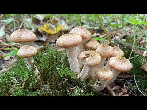 Видео: ПОЛЯНЫ ОПЯТ РАСТУТ НА КАЖДОМ ШАГУ! СБОР ГРИБОВ В ОКТЯБРЕ 2023