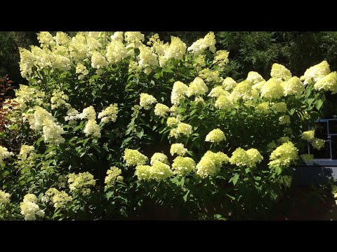 Видео: Гортензии 17.07.2024.