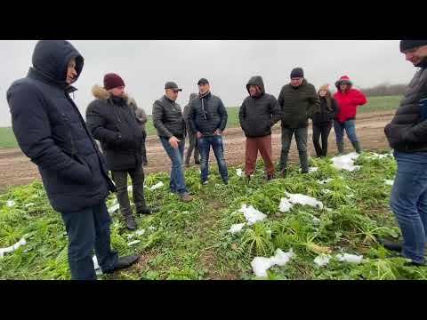 Видео: 🔥Чим замінити мінеральні добрива❓Зимовий семінар на Львівщині про сидерати від Saatbau❗️