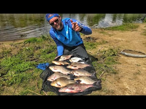 Видео: Фидерная ловля на реке Припять. Ловля крупного ЛЕЩА и КАРАСЯ. Рыбалка в Беларуси 2020.