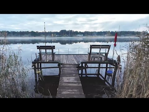 Видео: Ловля судака в октябре на донки, как ловить судака на донку | Zandart cope Lielupē