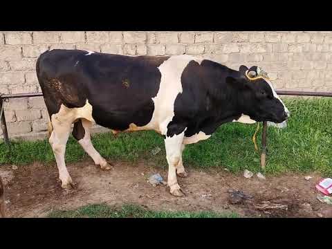 Видео: молбозори чузи полная версия 1 май цены животных не пропустите