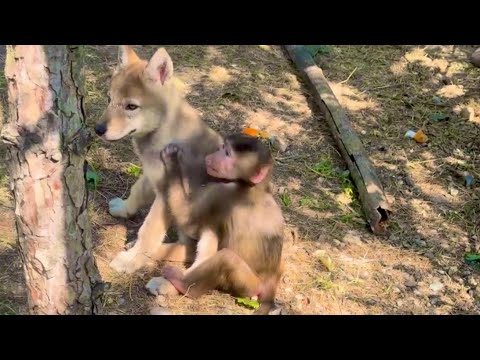Видео: Это нужно видеть КАКАЯ привязанность у Николь к волкам, особенно к Тайгану❤️